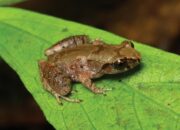 Kodok Langka Sebesar Jari Kelingking di Serasan Bikin Penasaran Peneliti Jepang