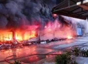 Fakta-fakta Jago Merah Mengamuk di Plaza Botania