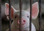 Lagi Heboh Ditemukan di Batam, Apa Beda Flu Babi Biasa dengan Babi Afrika?