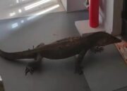 Bikin Merinding, Biawak Singapura Ternyata Lebih Gede dari Batam, Ini Spesiesnya