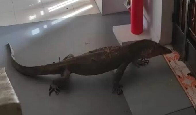 Bikin Merinding, Biawak Singapura Ternyata Lebih Gede dari Batam, Ini Spesiesnya