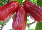 Budidaya Jambu Tiara Jadi Penghasilan Tambahan Warga di Ranai