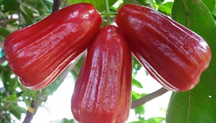 Budidaya Jambu Tiara Jadi Penghasilan Tambahan Warga di Ranai