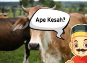 Kurban dan Perasaan
