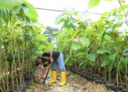 Mubazirnya Proyek Pohon Jati Emas BP Batam: Ditanam, Digusur dan Ditanam Lagi