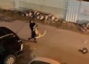 Emak-emak Gendong Singa Bikin Warganet Tercengang