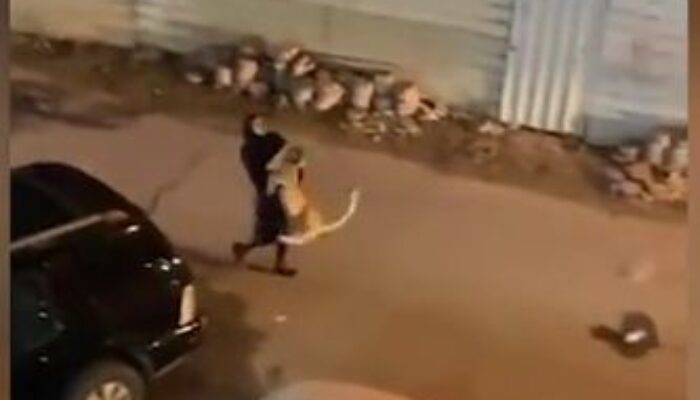 Emak-emak Gendong Singa Bikin Warganet Tercengang