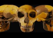 Ilmuwan Temukan Tengkorak Kuno Tak Seperti Manusia Umumnya, Alien?