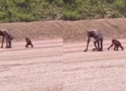 Orangutan Kurus Kering Turun ke Jalan , Diduga Terusir dari Habitat