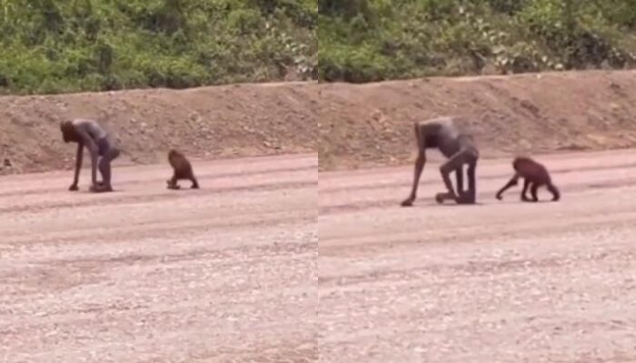 Orangutan Kurus Kering Turun ke Jalan , Diduga Terusir dari Habitat