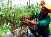 Harga Cabai Melonjak, Mentan Minta Warga Tanam di Pekarangan
