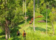 Penampakan Basarnas Natuna ‘Lacak’ Pencari Madu yang Hilang di Hutan Bukit Bintang Ranai Darat
