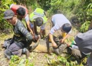 Buaya Betina Panjang 3 Meter Ditangkap Dekat Bandara Hang Nadim Batam