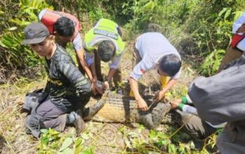 Buaya Betina Panjang 3 Meter Ditangkap Dekat Bandara Hang Nadim Batam