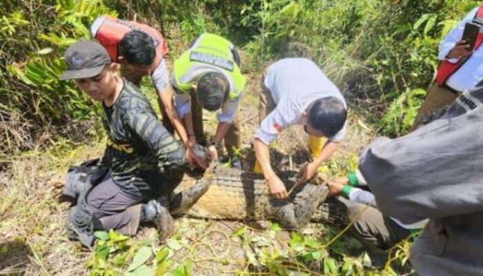 Buaya Betina Panjang 3 Meter Ditangkap Dekat Bandara Hang Nadim Batam