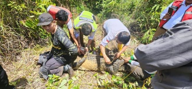 Buaya Betina Panjang 3 Meter Ditangkap Dekat Bandara Hang Nadim Batam