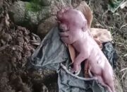 Anak Babi Lahir Mirip Dajjal, Pemilik Cemas Lakukan Ritual Adat