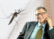 Bill Gates Pernah Lepas Nyamuk Jadi-jadian Wolbachia di Jogja