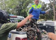 Emak-emak di Batam Terlindas Truk Trailer saat Boncengi Dua Anak, Motor Terbelah Dua