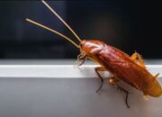 8 Cara Ampuh Basmi Kecoak yang Meresahkan di Kamar Mandi