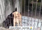 Viral Mini Zoo di Batam Kotor dan Berisi Bangkai Anjing, Ternyata Begini Ceritanya