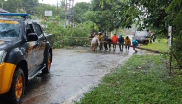 Cuaca Ekstrem, Pohon Tumbang Halangi Akses Jalan Pantai Trikora Bintan