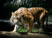 Balita di Siak Nyaris Dimangsa Harimau Saat Tidur di Kamar