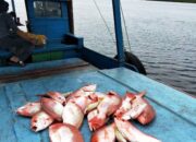 Bupati Wan Siswandi Sebut Datangkan Investor Kelola Sentra Perikanan Natuna, Namun..