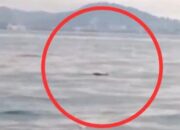 Buaya Wara-wiri di Perairan Belakang Padang, BKSDA: Itu Perlintasannya