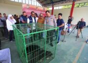 Penyelundupan Hewan dari Batam, Polda Kepri Sita 52 Ekor Anak Buaya Muara hingga Dua Musang Langka