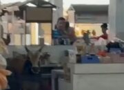 Sapi Kurban Nyasar Masuk Kedai Kopi di Batam, Seruduk Pengunjung