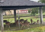 BKSDA Sebut Penangkaran Rusa di Samping Hotel Pacific Tak Berizin