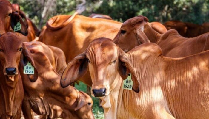 Peternak di Natuna Terpaksa Gigit Jari, Pemkab Batalkan Program Pengadaan Sapi