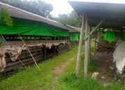 Peternak Ayam Broiler di Ranai Natuna Gulung Tikar Diduga Karena Hal ini