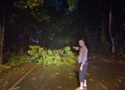 Badai Landa Batam, Kabel Listrik Melintang di Sekupang Akibat Pohon Tumbang