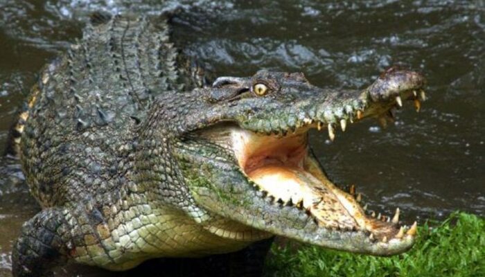 Detik-Detik Menegangkan Nelayan di Batam Berjuang Lepas dari Terkaman Buaya