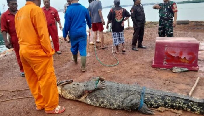 4 Buaya Masih Lepas di Batam, Wisatawan Diminta Tetap Tenang