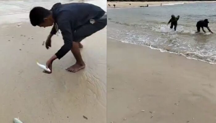 Misteri Ikan Serasan Naik ke Daratan: Dikejar Predator atau Fenomena Alam?