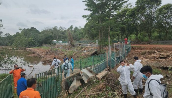 Terungkap Jumlah Buaya Lepas Sebenarnya di Pulau Bulan, Marinir Turun Tangan Lakukan Penghitungan