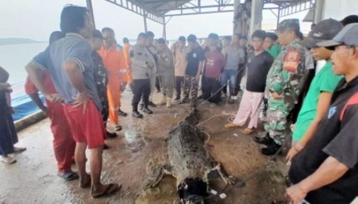 Buaya Lepas di Pulau Bulan: 7 Ekor Ditangkap, Diperkirakan Masih Ada 10 Lagi