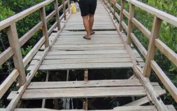 Wisata Adrenalin! Jembatan Mangrove Pering, Uji Nyali Gratis