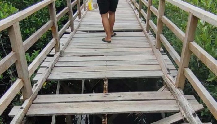 Wisata Adrenalin! Jembatan Mangrove Pering, Uji Nyali Gratis