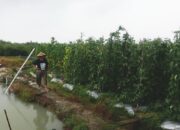 Penantian Panjang Warga Batubi: Harapan Baru di Tangan Bupati Natuna Cen Sui Lan