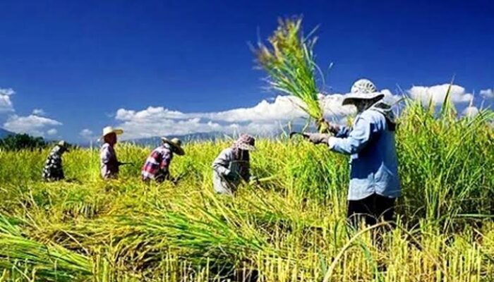 Bom Waktu Konflik Agraria di Natuna: Warga Transmigrasi Batubi Menuntut Kepastian