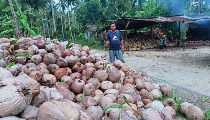 Fakta Mengejutkan! Produksi Kelapa Natuna Merosot Drastis, Apa Penyebabnya?