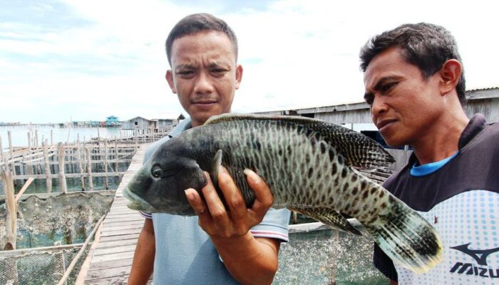 Ekspor Ikan Napoleon dan Kerapu Natuna-Anambas Terhenti, Nelayan Rugi Besar Akibat Kebijakan China