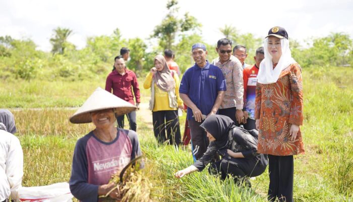 Bupati Natuna Hadiri Panen Raya Padi, Dorong Swasembada Pangan di Perbatasan