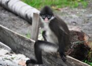 Bupati Natuna Tetapkan Kekah Jadi Ikon dan Kawasan Konservasi Resmi: Satwa Langka Ini Hanya Ada di Pulau Bunguran