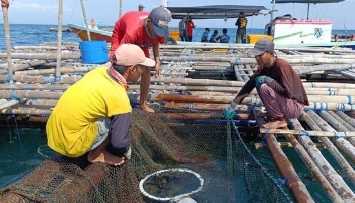 Ekspor Ikan Napoleon ke Hongkong Masih Terhambat Otoritas di Beijing