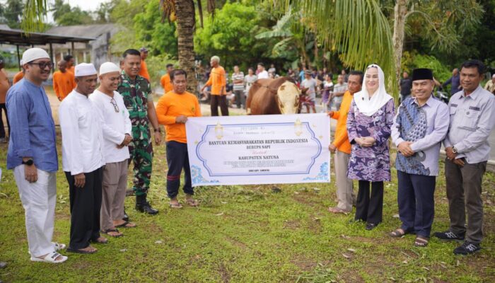 Sapi Kurban dari Presiden Prabowo Diserahkan ke Warga Natuna, Bupati Cen Sui Lan: Simbol Kepedulian dan Kebersamaan